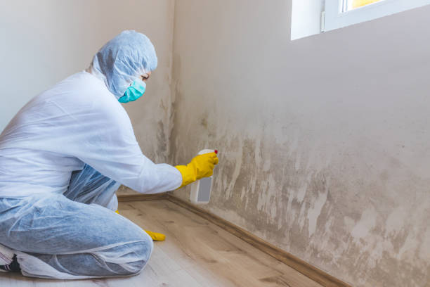 Licensed Basement Mold Remediation service in Sims, NC - WQB Mold Removal