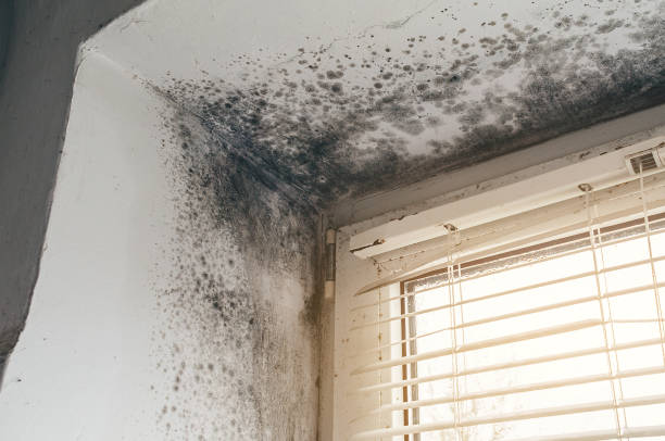 Affordable Basement Mold Remediation solutions in Sims, NC